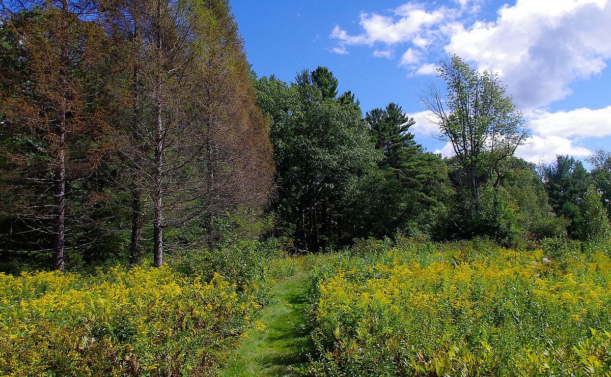 Summer at Skyfields Arboretum