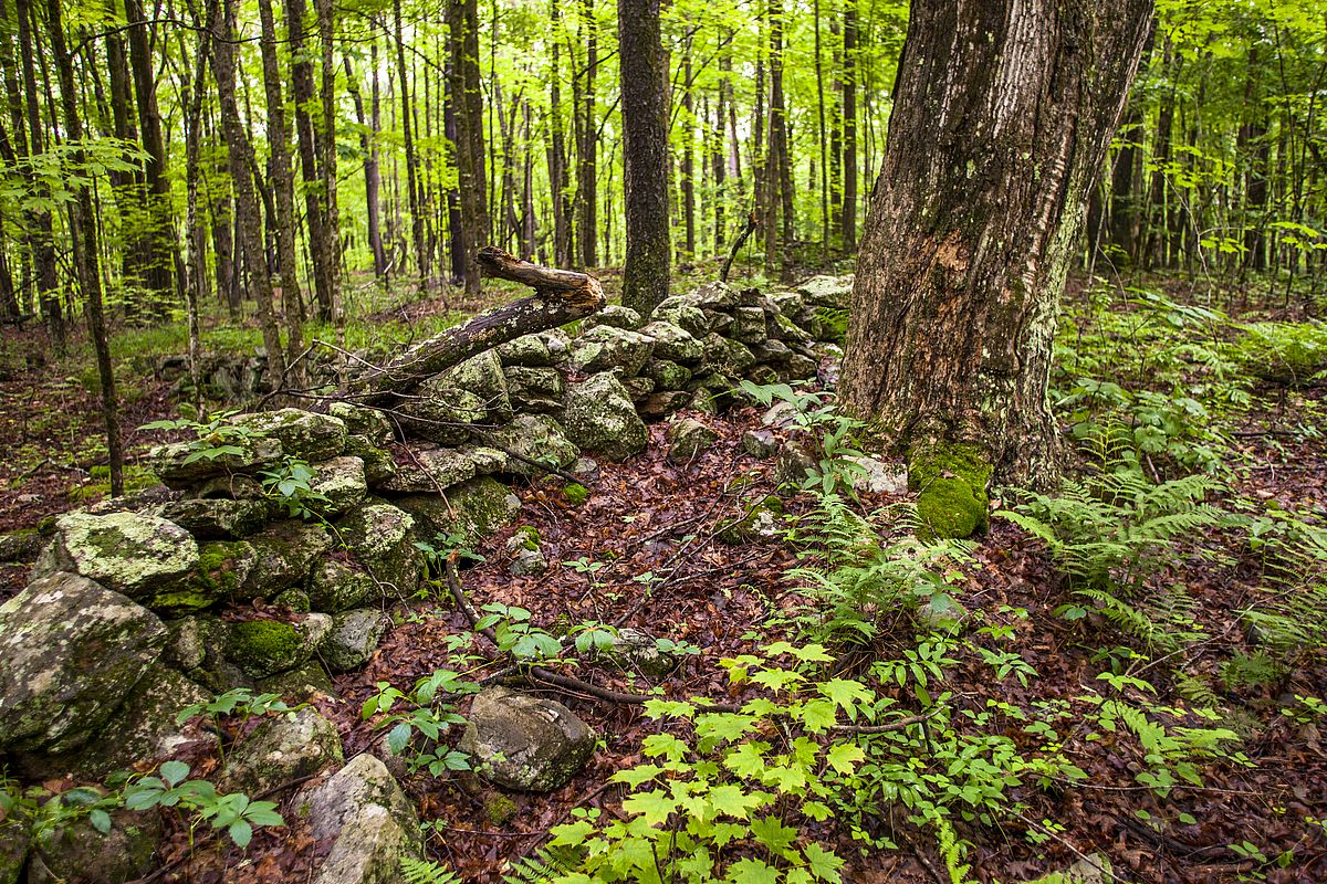 Rock wall in a lush forest