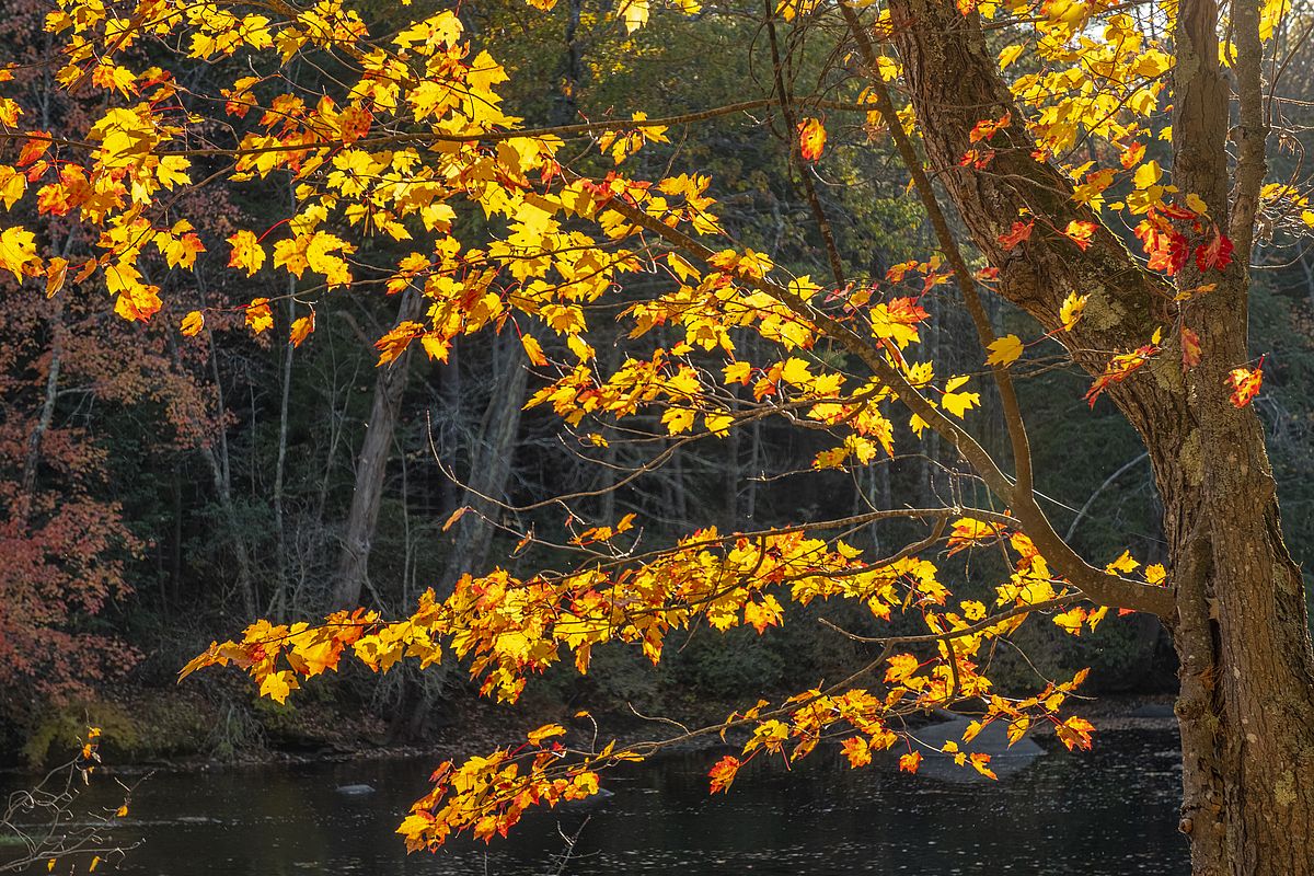 Sunlit foliage